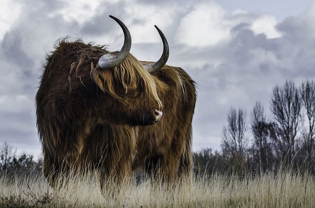 XRP Price Analysis: Bulls Run Wild As Price Take Turn For The Better