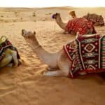 Dubai's Financial Watchdog Keen On Developing Regulatory Regime For Cryptocurrencies