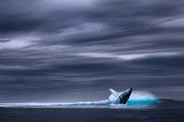 Bitcoin Whale Moved Over $337 Million After Transferring 7,073 BTC