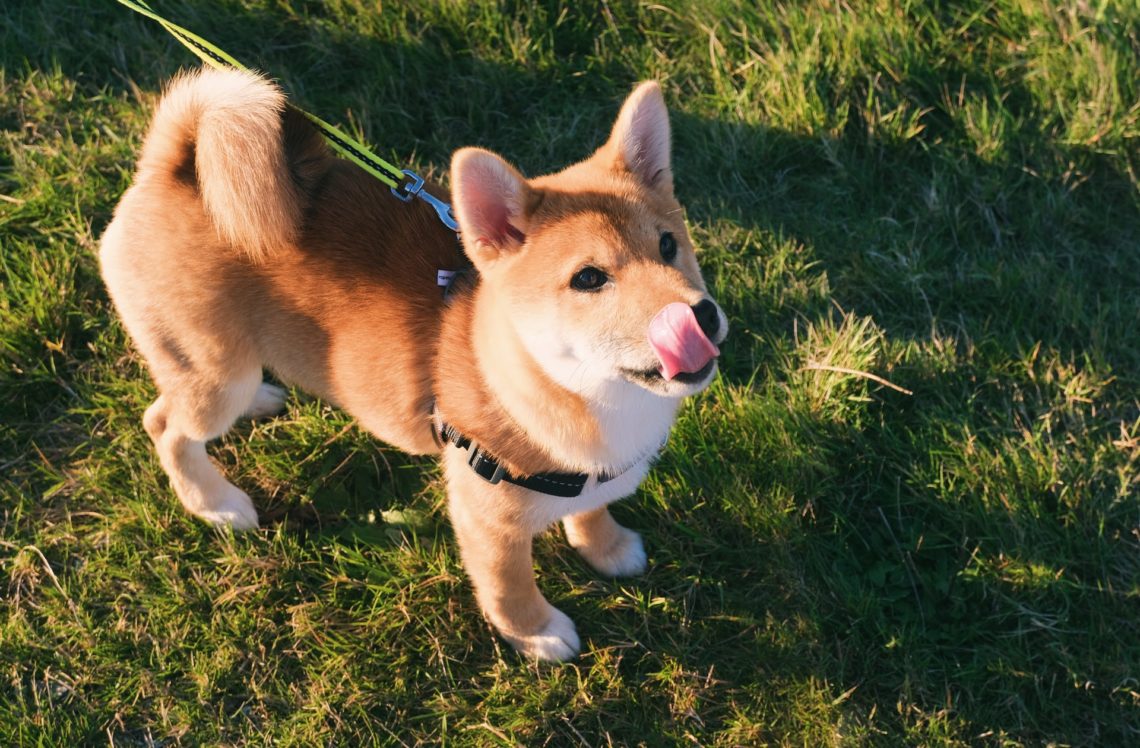 Dogecoin [DOGE] Becomes 5th-largest Crypto As It Defies Market-Wide Pullback