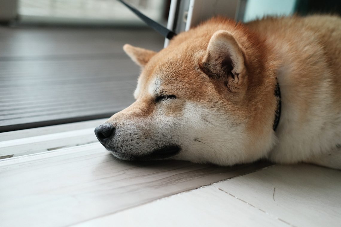 Dogecoin [DOGE] Bulls Take A Breather After Hitting Peak At $0.14