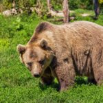 Cardano [ADA] sees red as market braces for bear impact