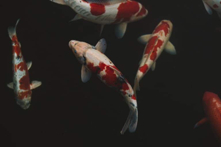 FTX spammed with 'fishes' after NFT marketplace launch; "Test" Sells for $270K