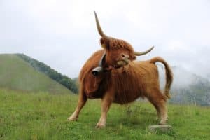 Cardano [ADA] clings to the bull even after achieving an ATH of $3.10