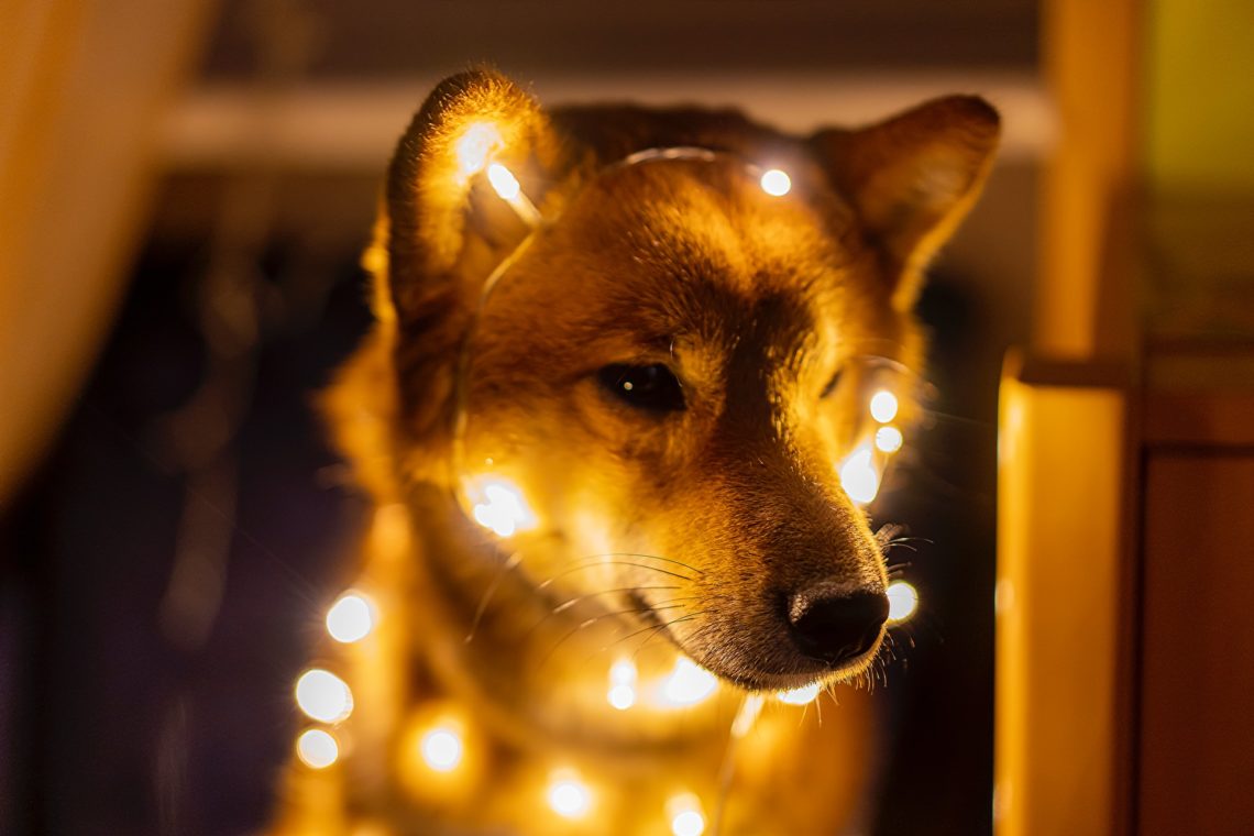 Shiba Inu [SHIB] heats up despite crowd negativity; What to expect next?