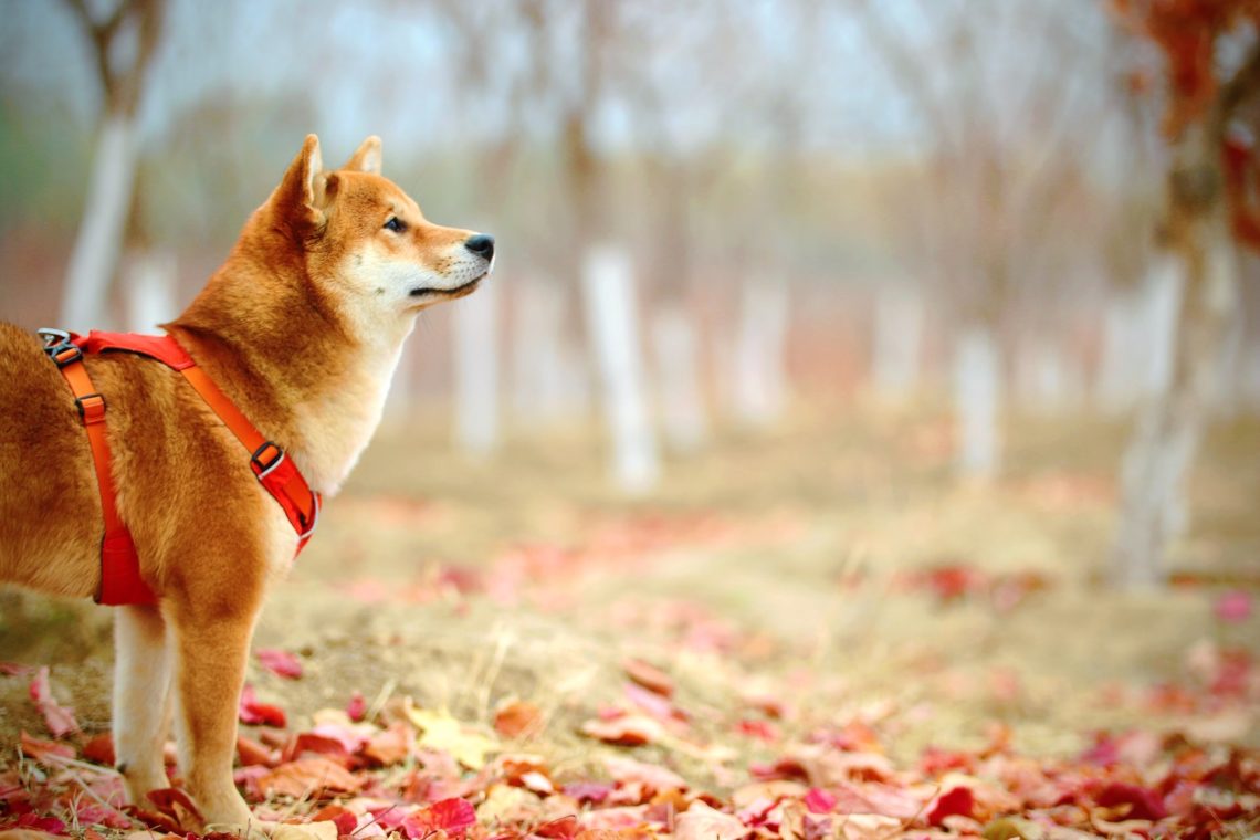 Shiba Inu's [SHIB] price on a tear, but do investors need to worry?