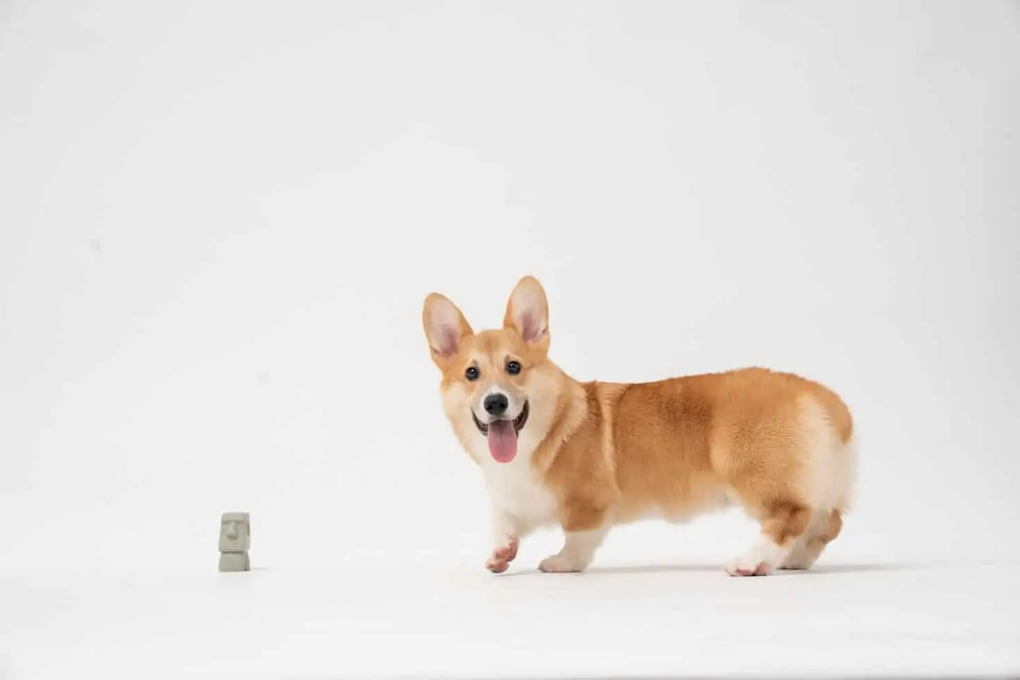 Dogecoin latest dogecoin news Dogecoin finally garners a spot at the world’s largest movie theater chain 1 Dogecoin latest dogecoin news Dogecoin finally garners a spot at the world’s largest movie theater chain thumbnail