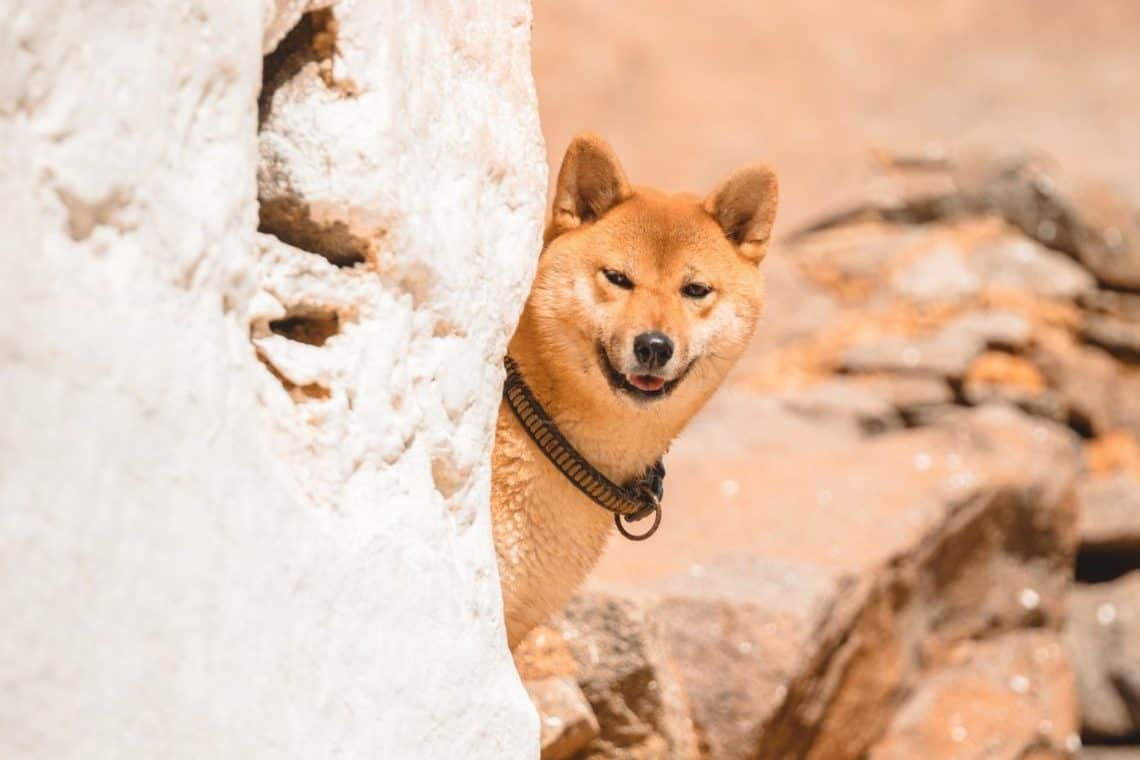 Shiba Inu [SHIB] whales accumulation spikes by 42% in 24 hours