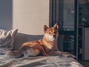 Shiba Inu [SHIB] makes it to a healthcare firm amidst major price drop