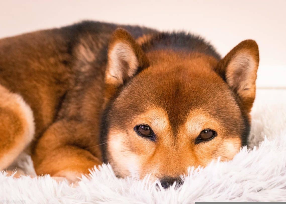 Shiba Inu Now In RadioShack's Radar