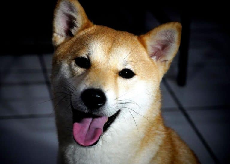 Shiba Inu's Much Awaited Gaming Project Is Finally Out