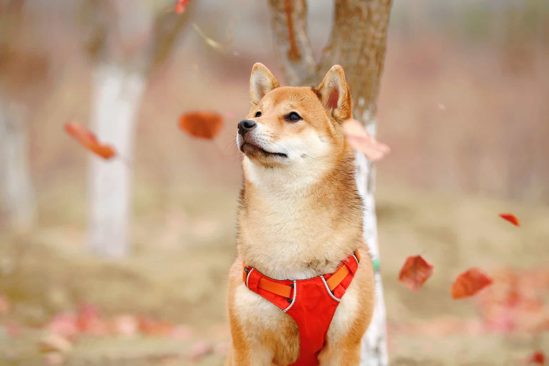 Over 1T Shiba Inu Transferred To Coinbase; Details