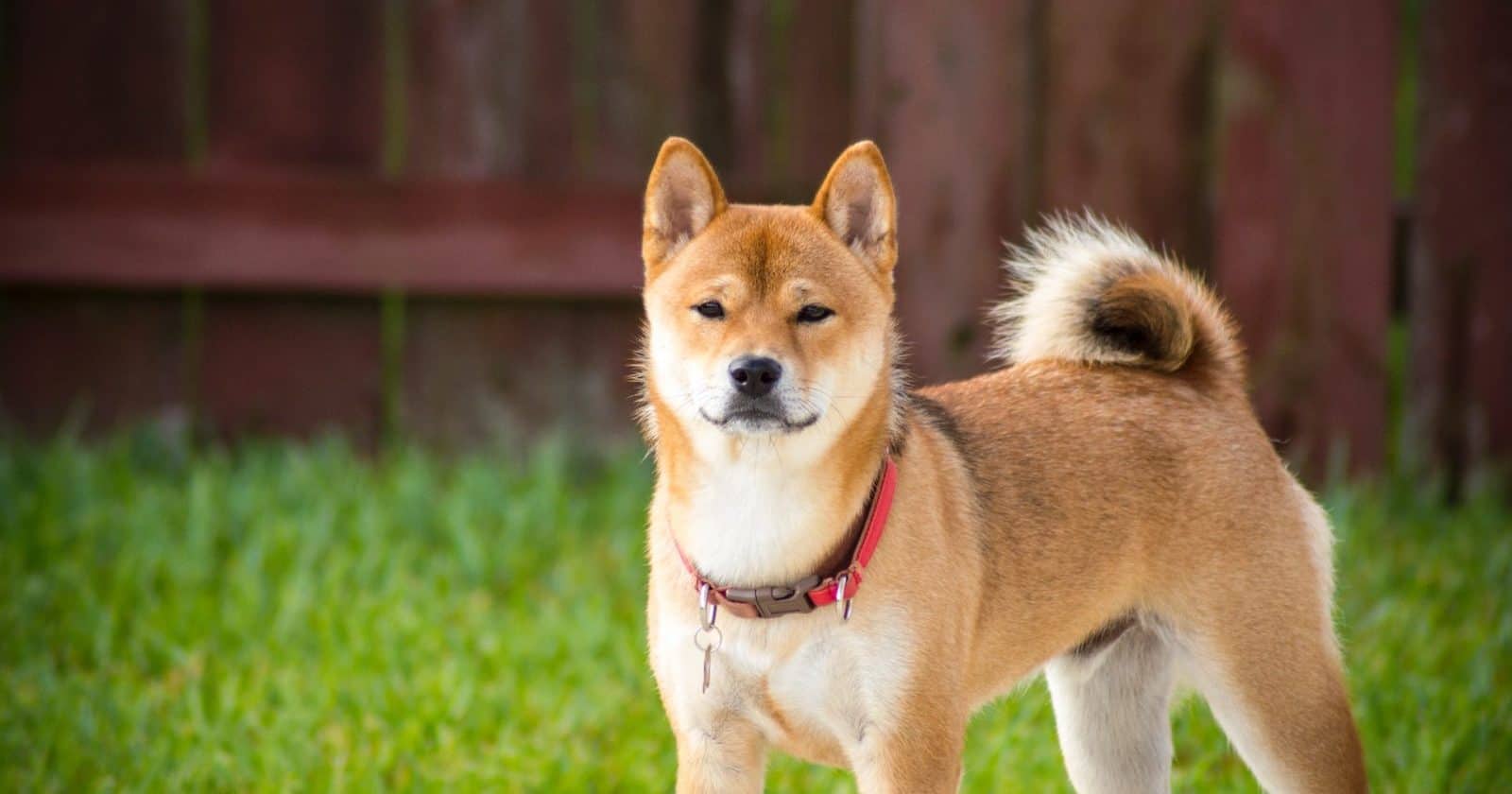 Shiba Inu Faces Heavy Sell-Offs Due To This