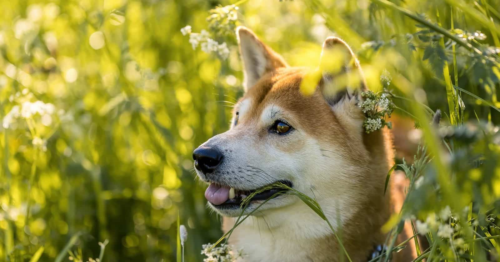 Shiba Inu's Project Lead Reacts To MetaMask SDK Feature