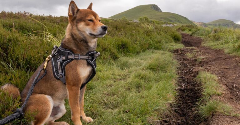 Shiba Inu Metaverse Team Offers A Sneak Peek Of Its New Hub: Details