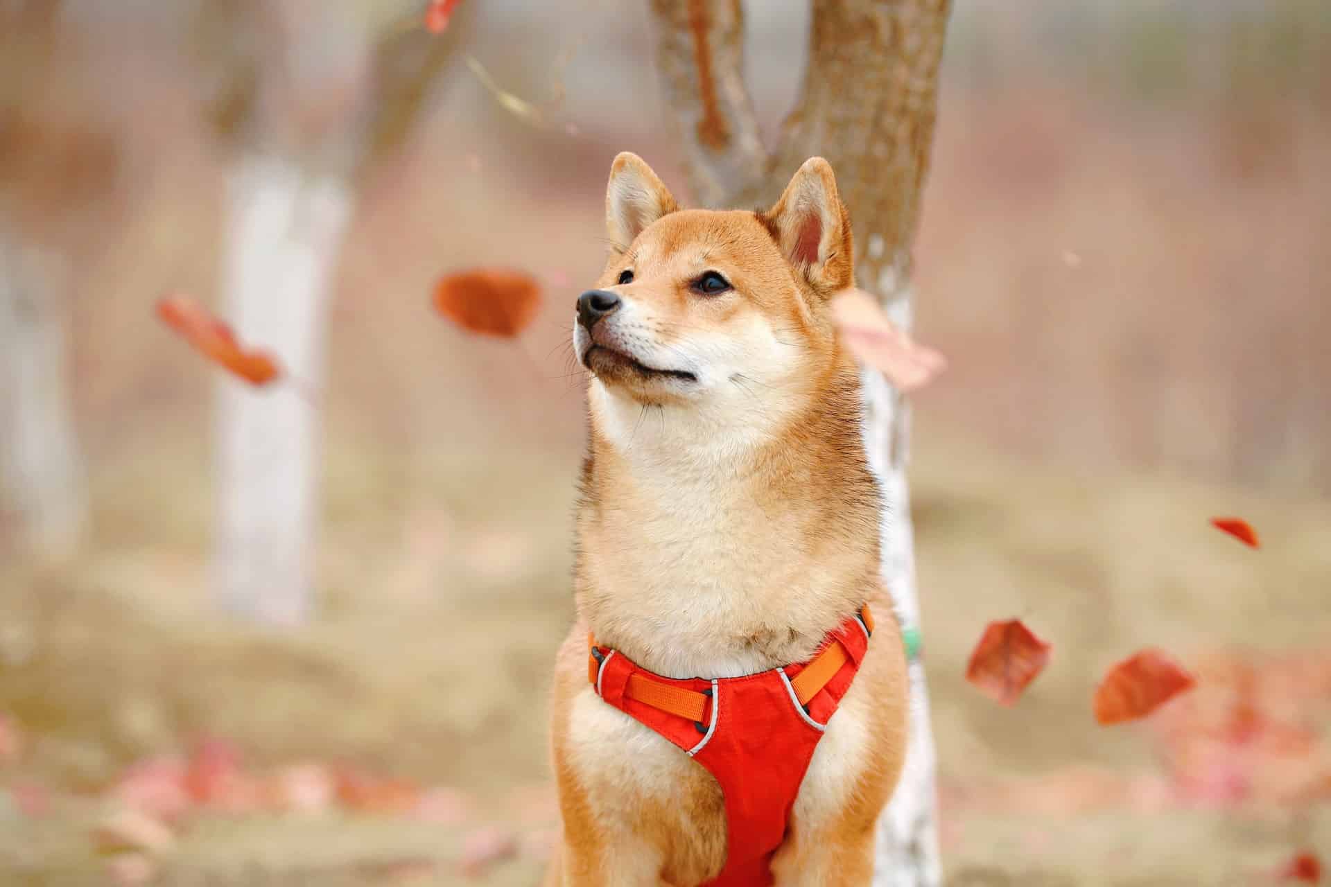 Shiba Inu Gearing Up For the First Look Of Its Metaverse