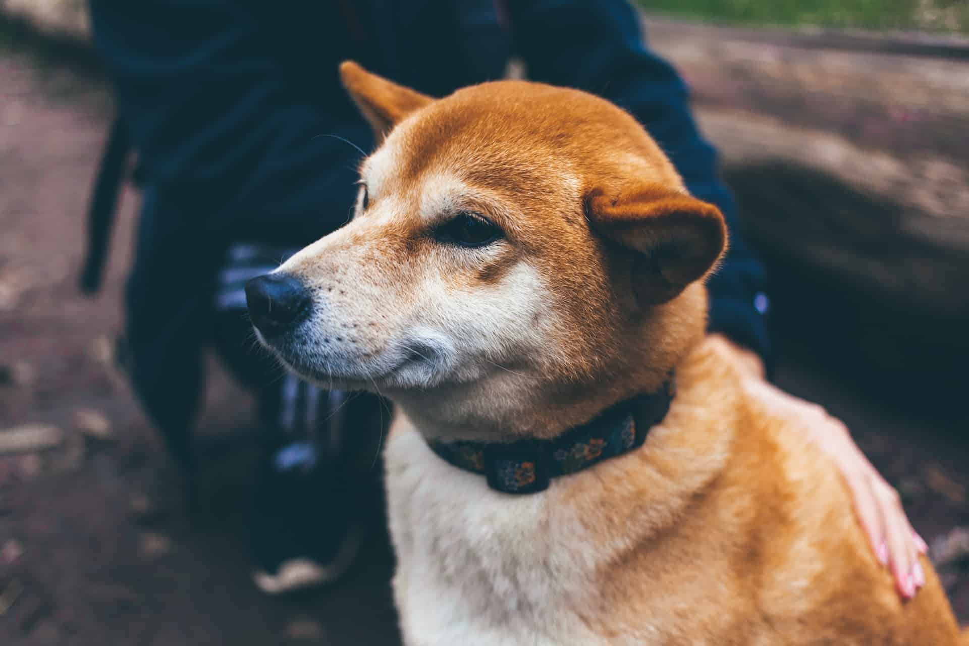 Shiba Inu L2 Mainnet Launch Time Released; AI Integration Is Also In The Cards