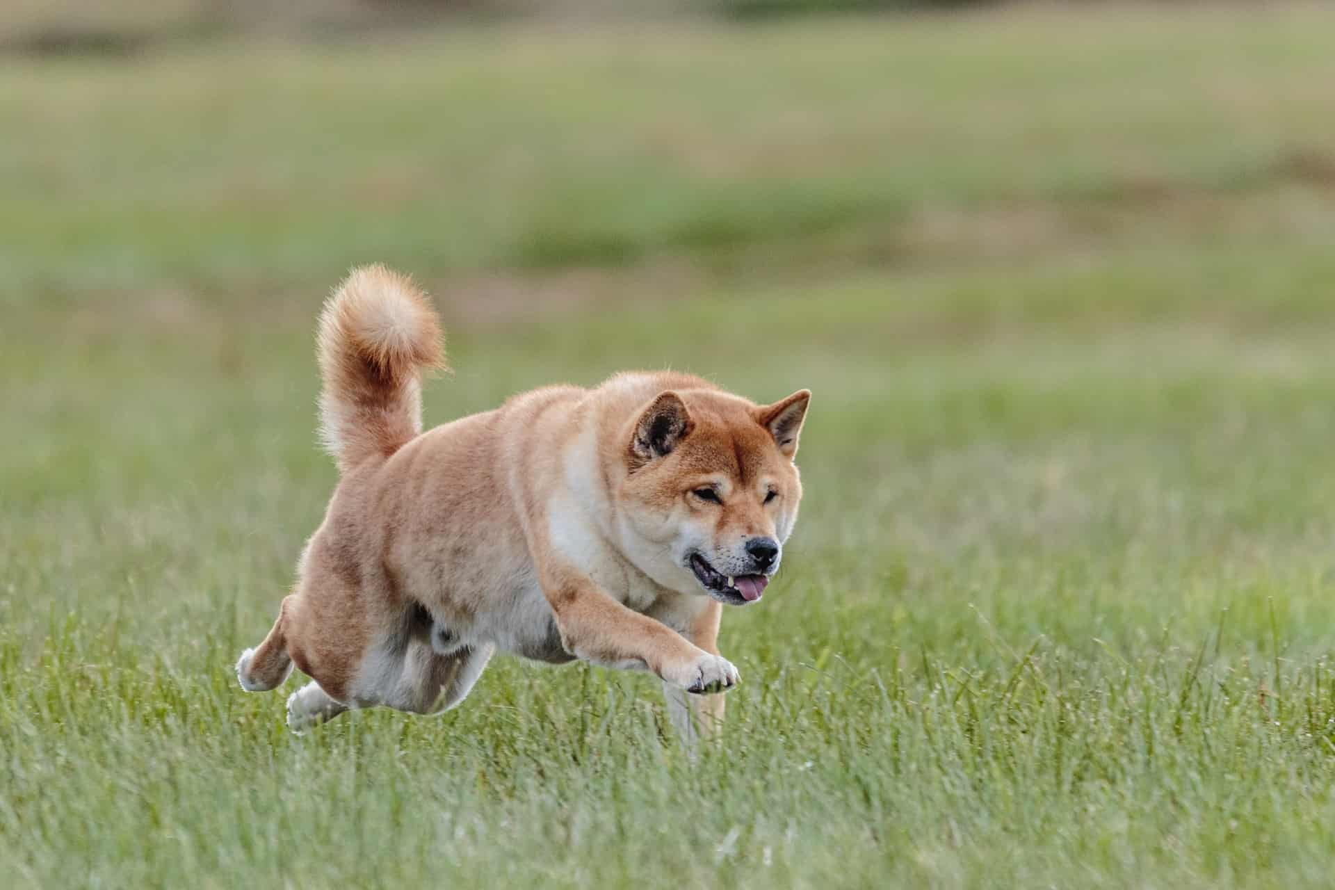 Shiba Inu Users Scramble To Get Their Funds Off Hotbit