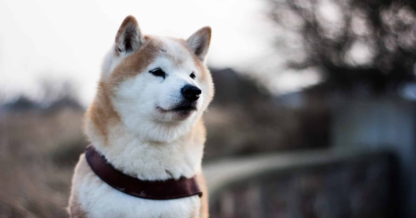 Shiba Inu Grabs Whales Attention As 40B SHIB Tokens Tossed In Exchanges