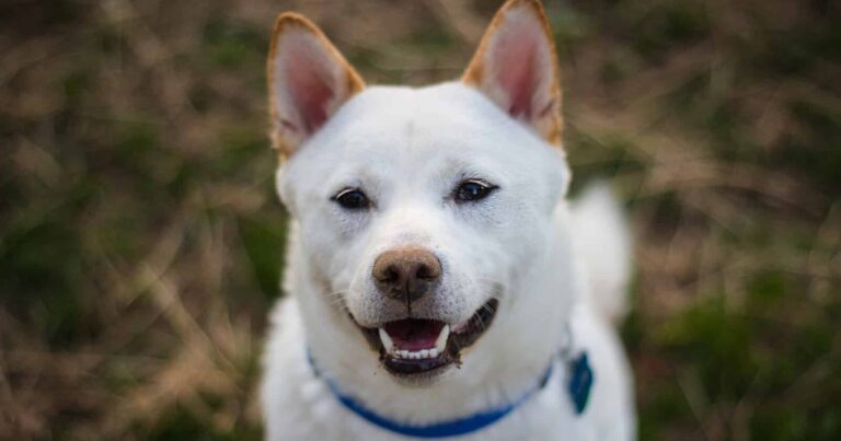 Shiba Inu Score High On Social Performance Amidst Price Recovery