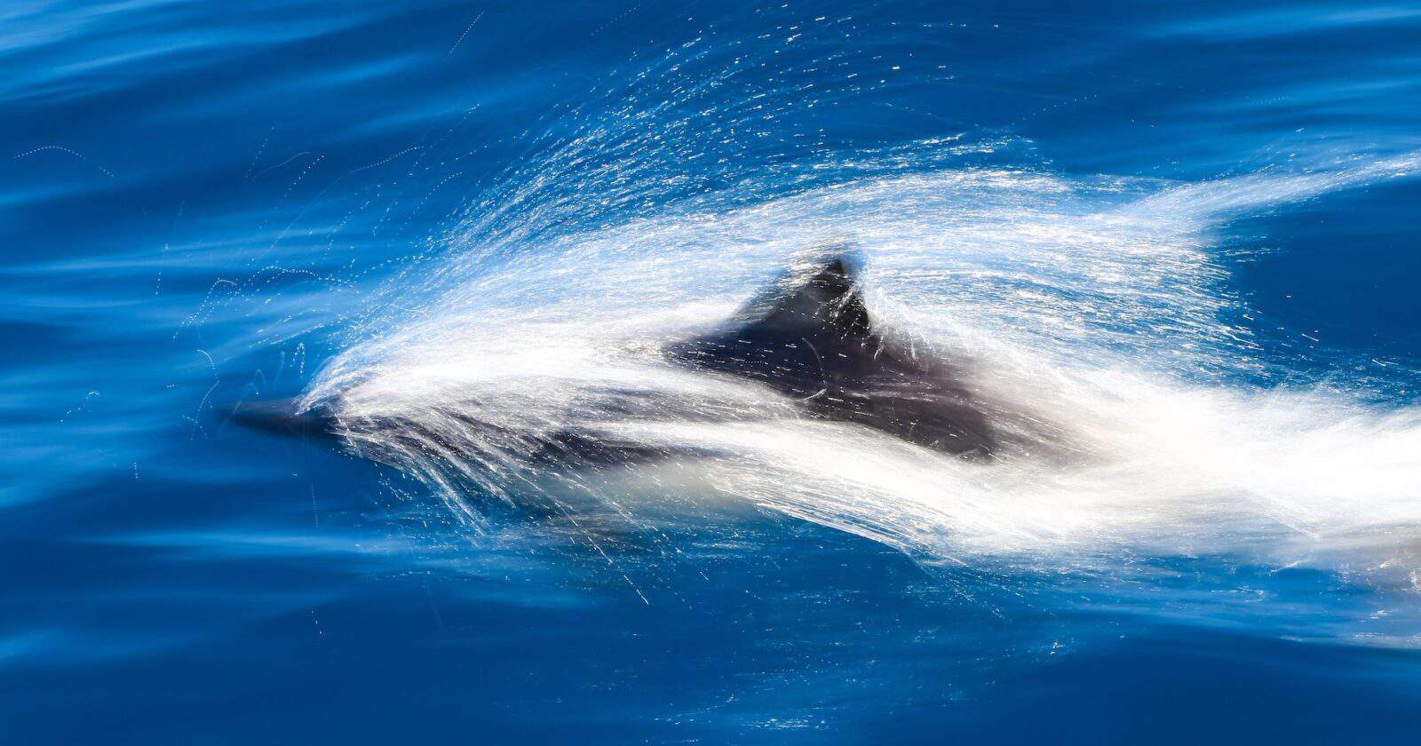 A Brand New Shiba Inu Whale Makes A Splashy Move; Loads Up Over $32M SHIB Tokens