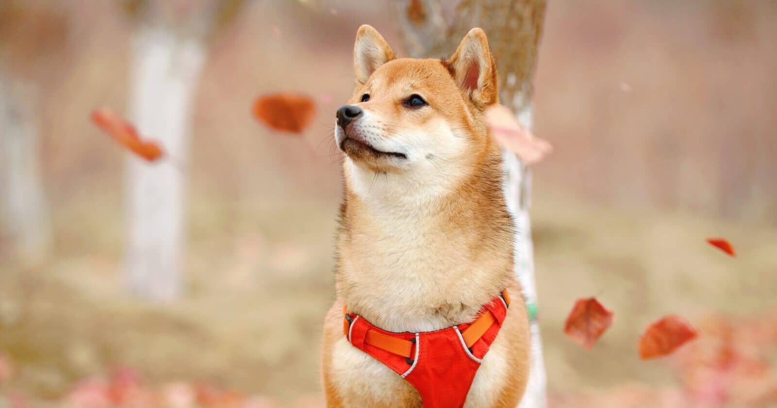 Shiba Inu Is Still The "Top Dog" Among Biggest ETH Whales