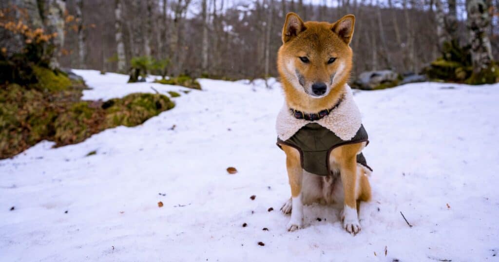 Shiba Inu's Shytoshi Kusama To Dazzle Fans On A Tuxedo At Canada's Biggest Blockchain Event