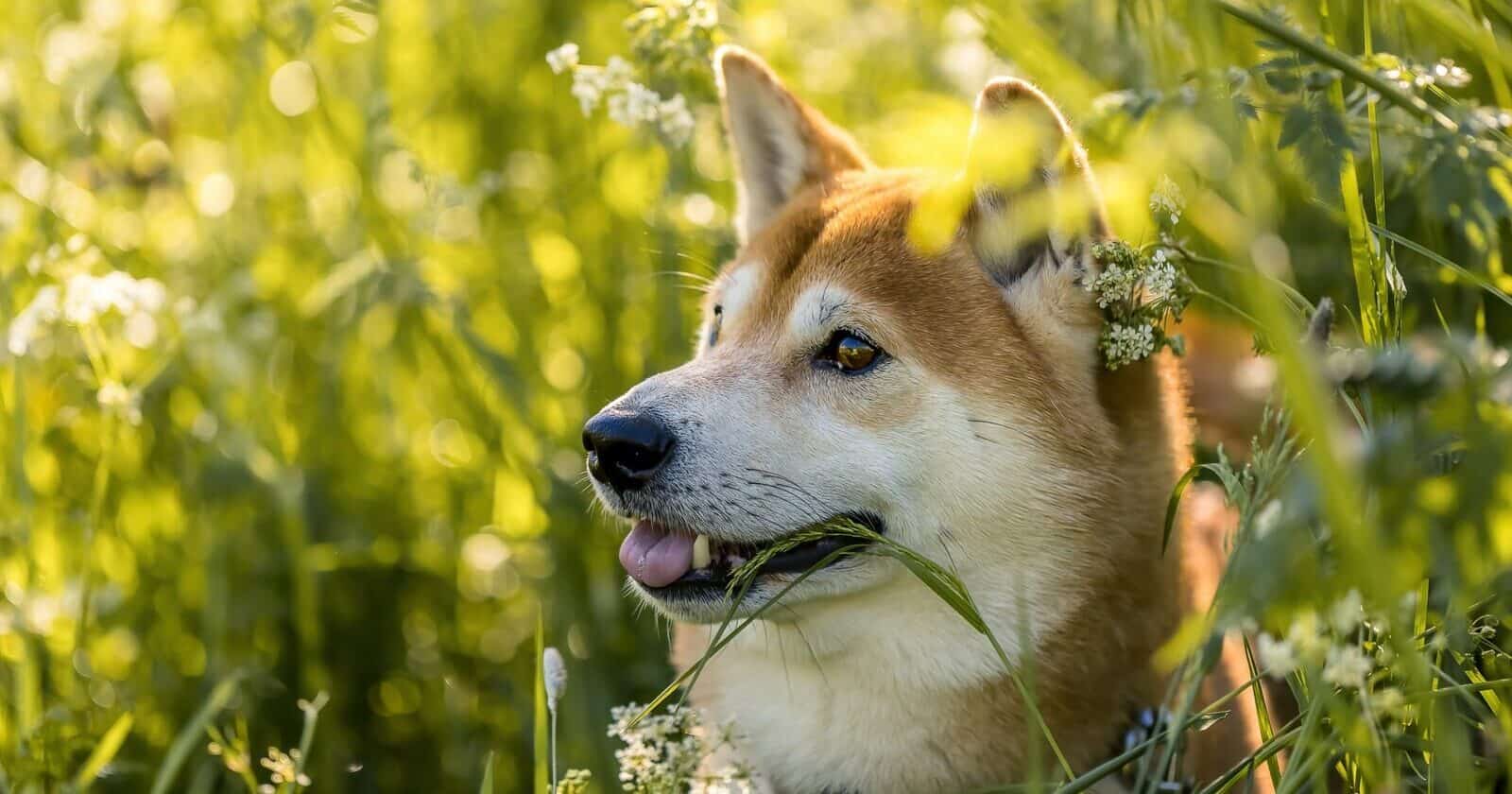 Shiba Inu's BONE Up By 12% After Shibarium's Rumored Launch Date Goes Viral