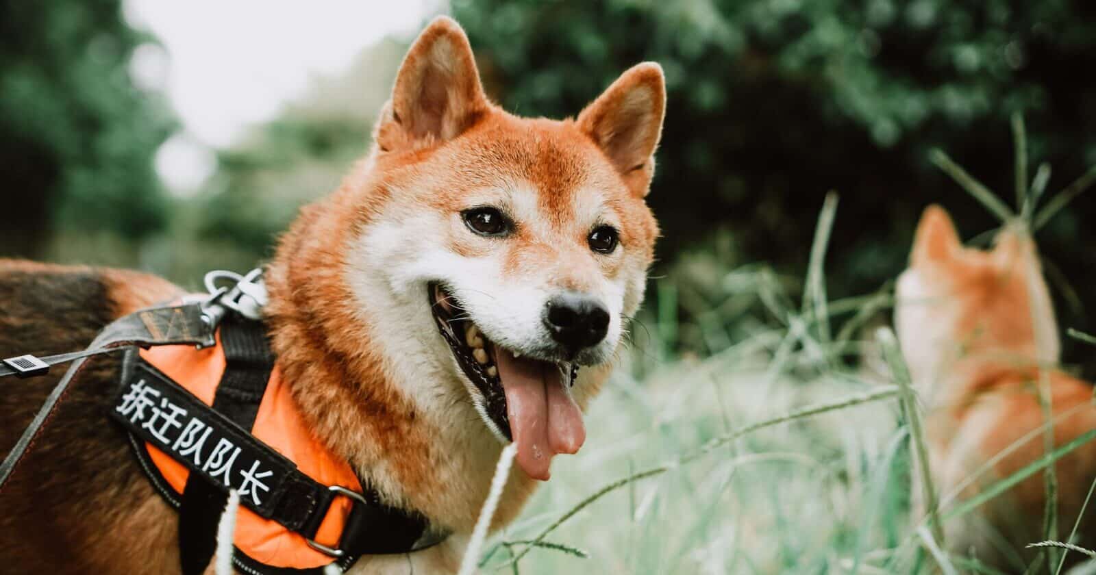 Shiba Inu's Official Partner Bad AI Clears Rigorous Audit Test