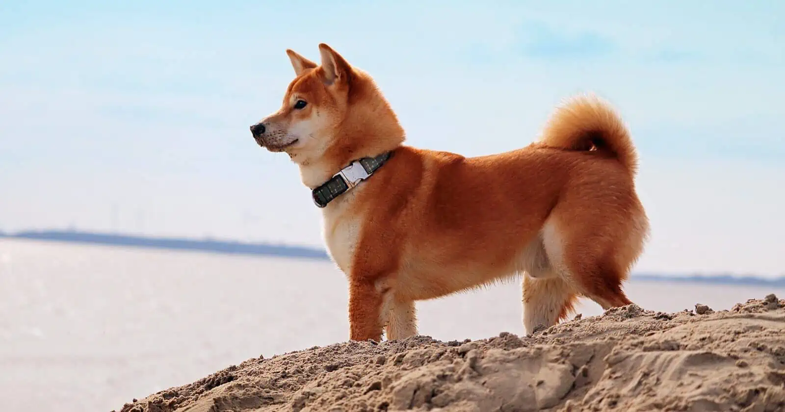 Shiba Inu Project Lead To Unravel LEASH's Hidden Potential