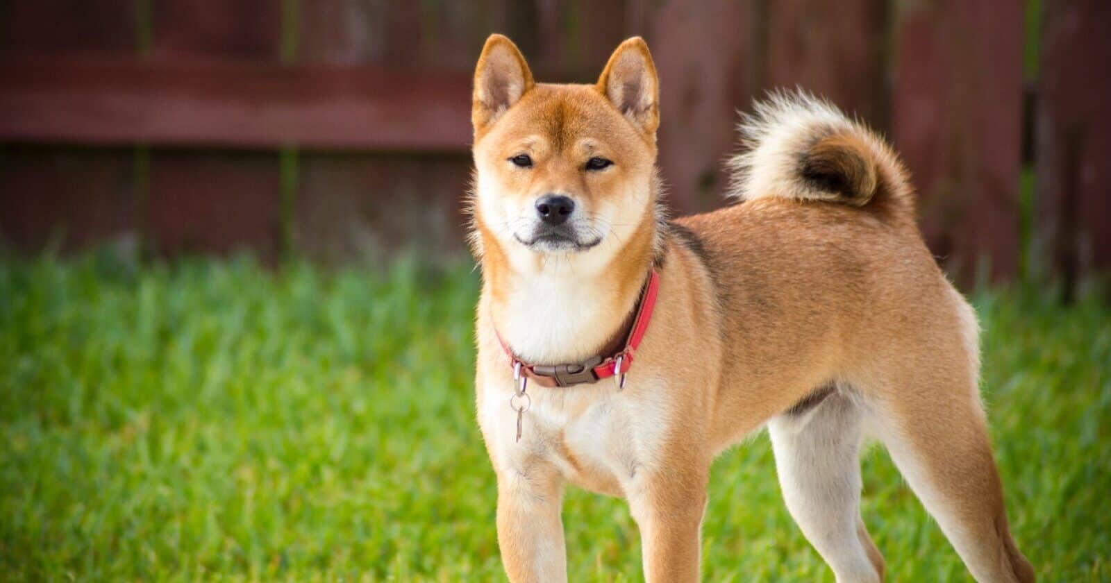 Shiba Inu Surrenders To Profit-Taking As Inflows Swell Over 2000%