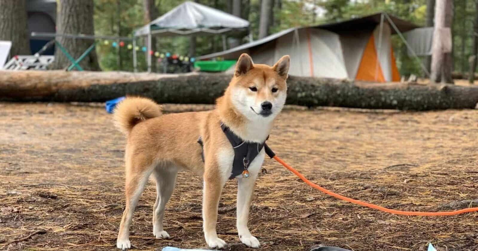 Shiba Inu Fans, Get Your Woof On For This Summer Fiesta Cabana Style