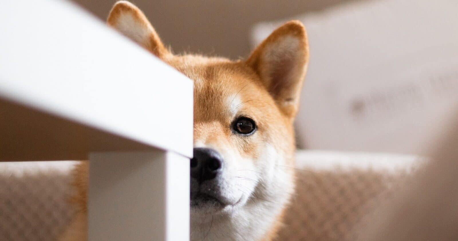 Shiba Inu's Quest For $0.01 Amidst The Rollercoaster Ride