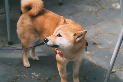 Shiba Inu