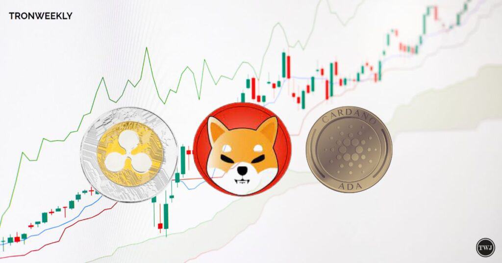 Shiba Inu