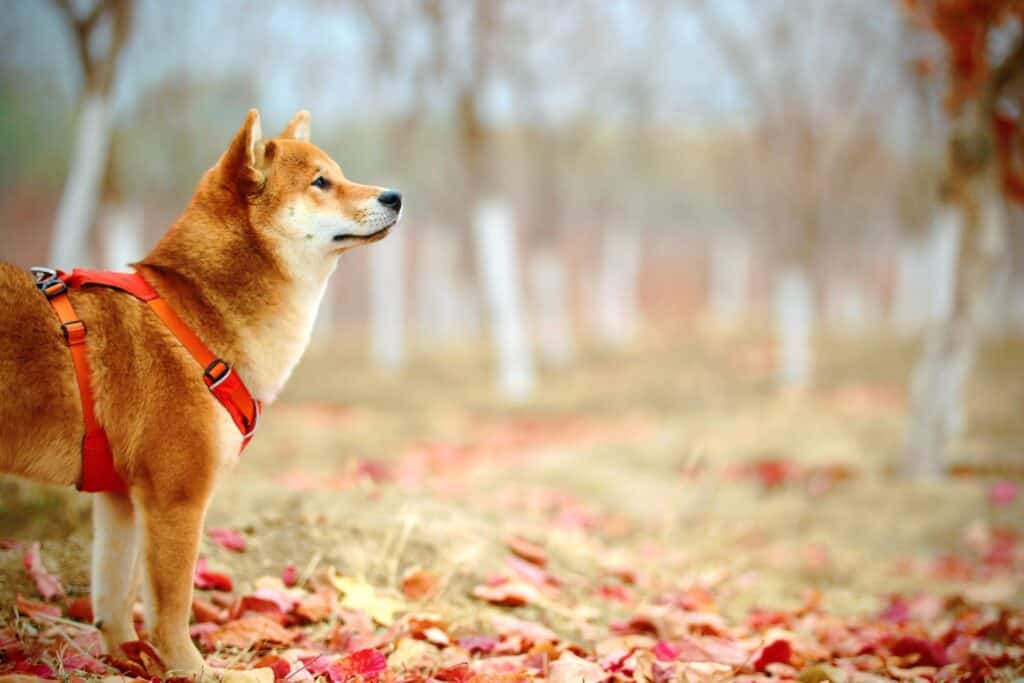 Shiba Inu