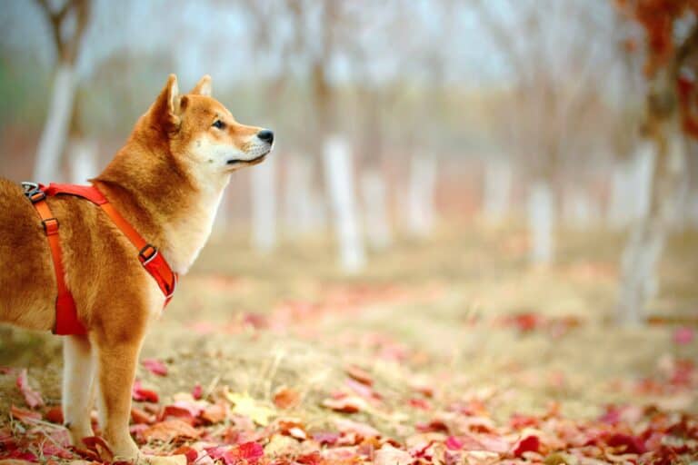 shiba inu
