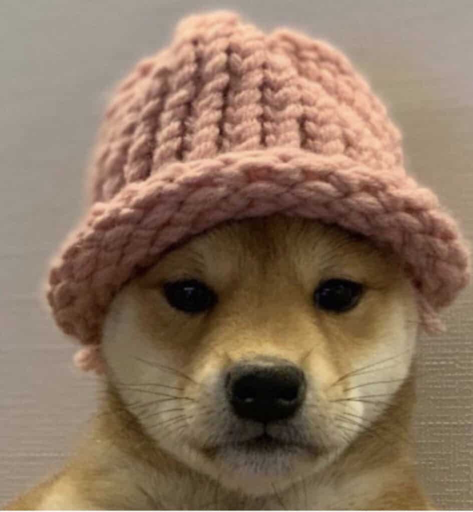 Dogwifhat
