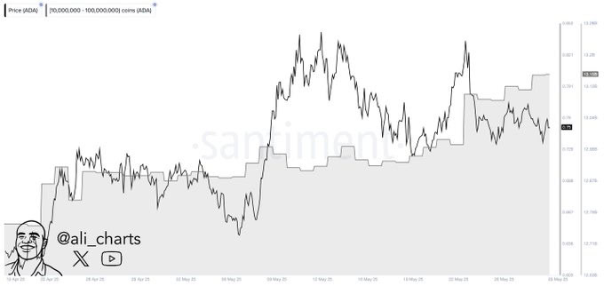 Cardano (ADA) Price Consolidation and Whale Activity Signals Potential Breakout 3 image 377 7