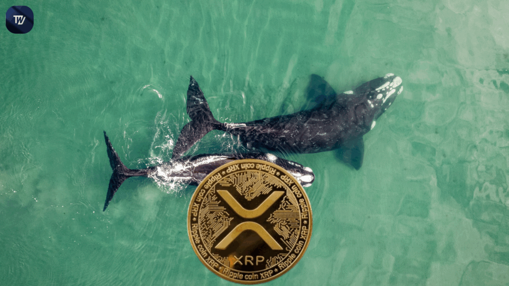 xrp