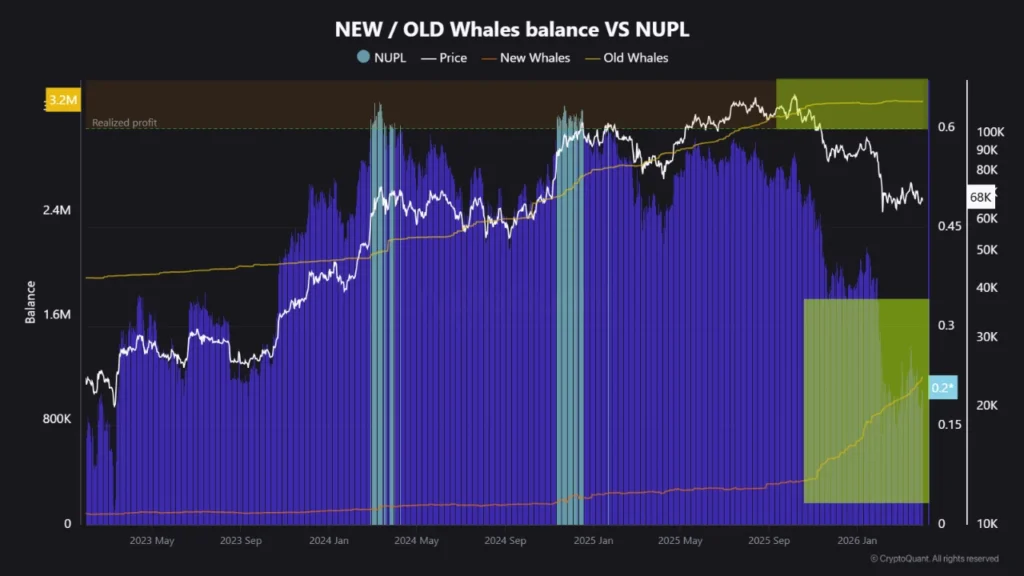 Bitcoin whale behavior shows accumulation trend as NUPL stays low and new whales increase holdings
