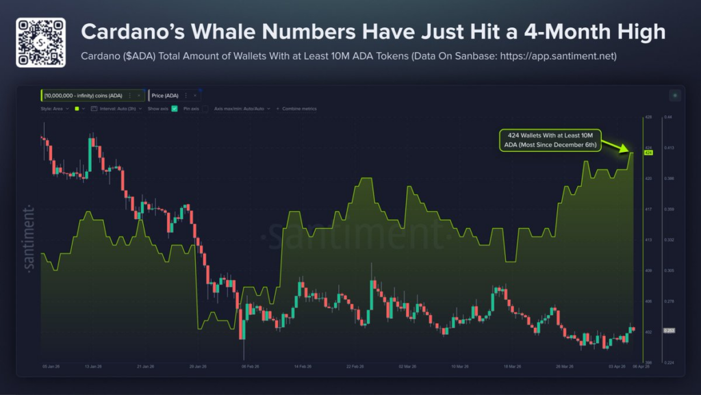 ADA whale accumulation chart