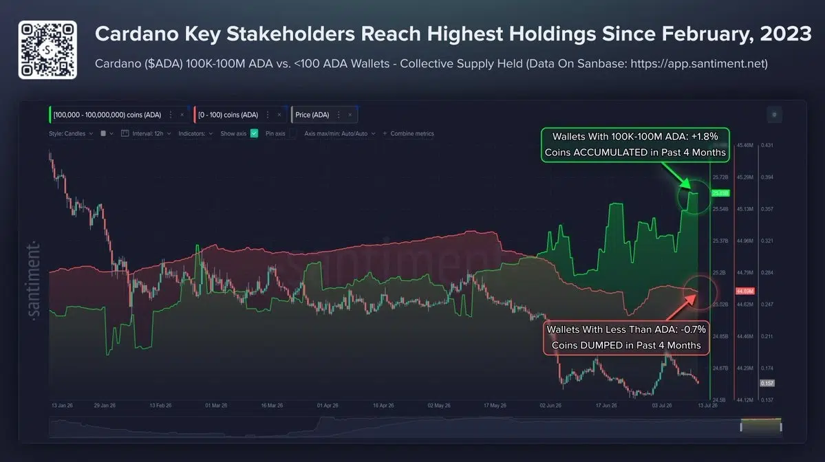 Cardano whale buying