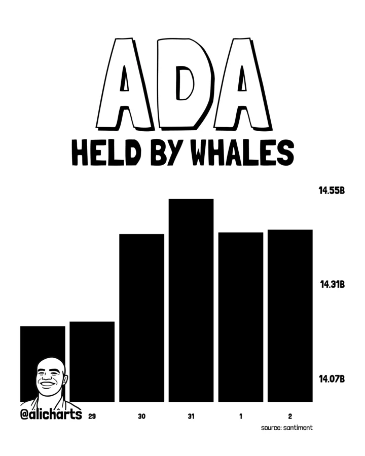 ADA whale accumulation