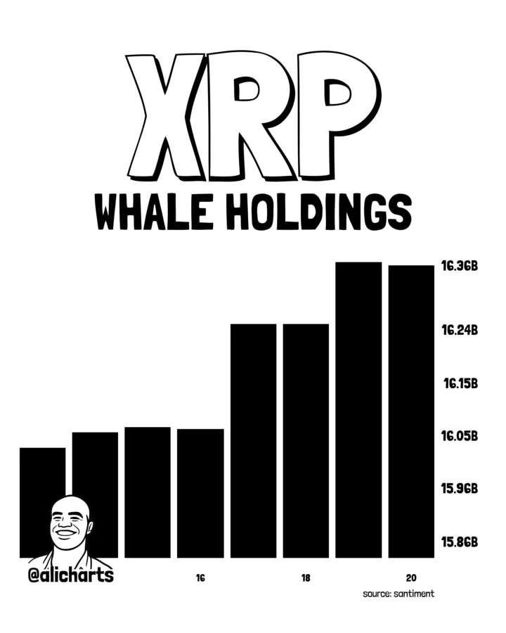 XRP whale activity