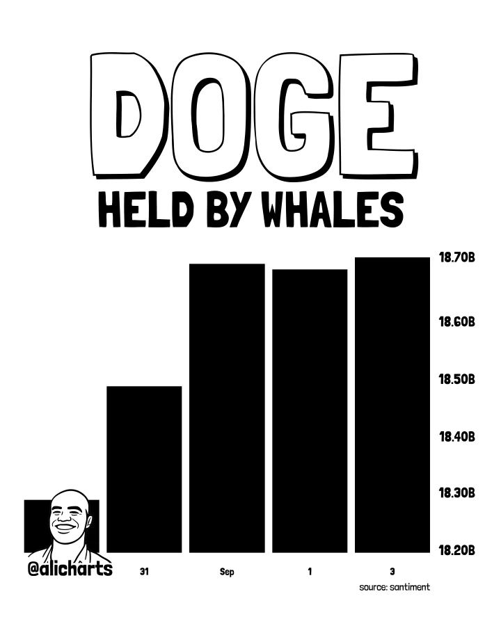 Dogecoin whale activity