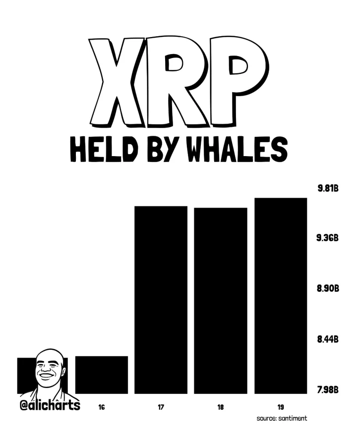 XRP whale activity